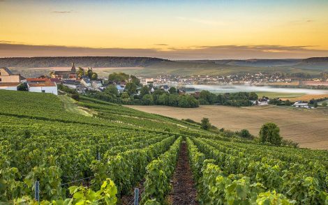 Weinberge in der Champagne bei Sonnenaufgang. Grüne Reben im Vordergrund, eine malerische Stadt und sanfte Hügel im Hintergrund unter einem goldenen Himmel.
