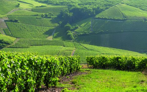 Grüne Weinberge erstrecken sich über sanfte Hügel. Reihen von Rebstöcken bilden ein Muster, unterbrochen von Bäumen. Ein sonniger Tag in einer malerischen Weinregion.