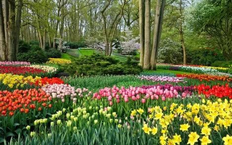 Farbenprächtiger Frühlingsgarten mit Tulpen und Narzissen in Gelb, Rosa, Rot und Orange. Bäume im Hintergrund. Ideal für Busreisen und Erlebnisreisen.