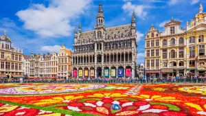 Blumenteppich auf dem Grand Place in Brüssel, Belgien. Farbenprächtige Blumenmuster vor dem historischen Rathaus und den goldenen Fassaden der Gildehäuser unter blauem Himmel.