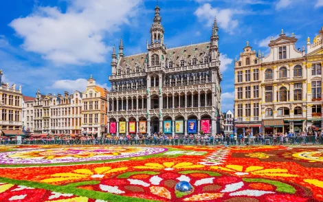 Blumenteppich auf dem Grand Place in Brüssel, Belgien. Farbenprächtige Blumenmuster vor dem historischen Rathaus und den goldenen Fassaden der Gildehäuser unter blauem Himmel.