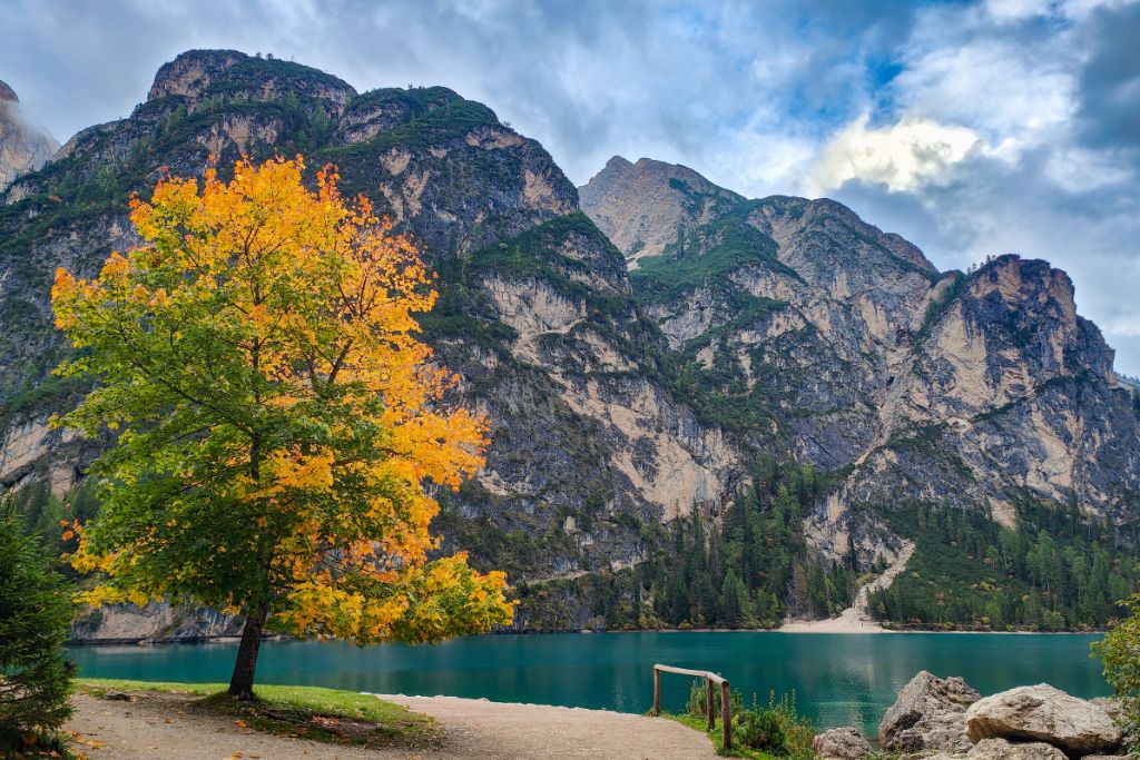 Herbstlicher Pragser Wildsee in Südtirol: Ein gelb leuchtender Baum am Ufer des Sees, im Hintergrund die majestätischen Dolomiten unter bewölktem Himmel.